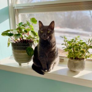 Friday the cat in a window
