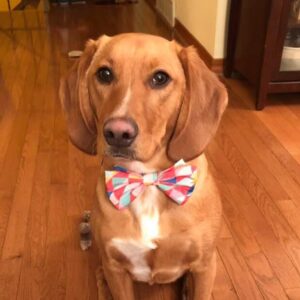 Oscar the dog with bowtie